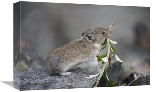 Global Gallery GCS-397996-1218-142 12 x 18 in. American Pika Carrying 