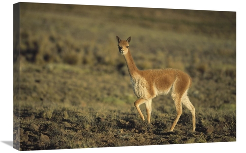 Global Gallery GCS-451263-2030-142 20 x 30 in. Vicuna, Pampa Galer