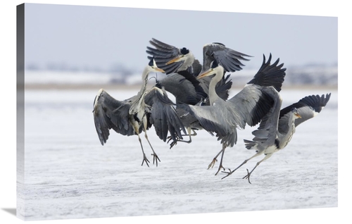 Global Gallery GCS-452608-2436-142 24 x 36 in. Grey Heron Group Fighti