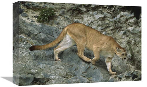 Global Gallery GCS-451743-1218-142 12 x 18 in. Mountain Lion Crossing 