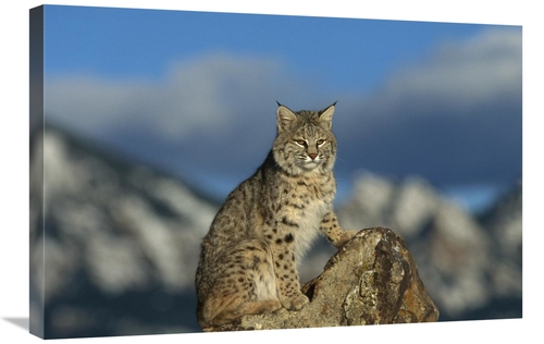 Global Gallery GCS-452305-2030-142 20 x 30 in. Bobcat, Rocky Mount