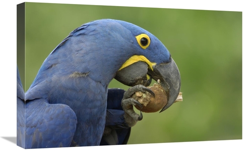 Global Gallery GCS-453149-1624-142 16 x 24 in. Hyacinth Macaw in Cerra