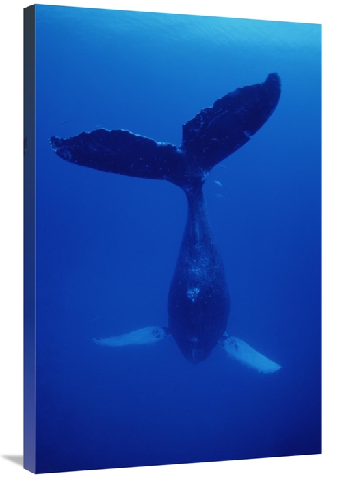 Global Gallery GCS-450933-2436-142 24 x 36 in. Humpback Whale Singer C