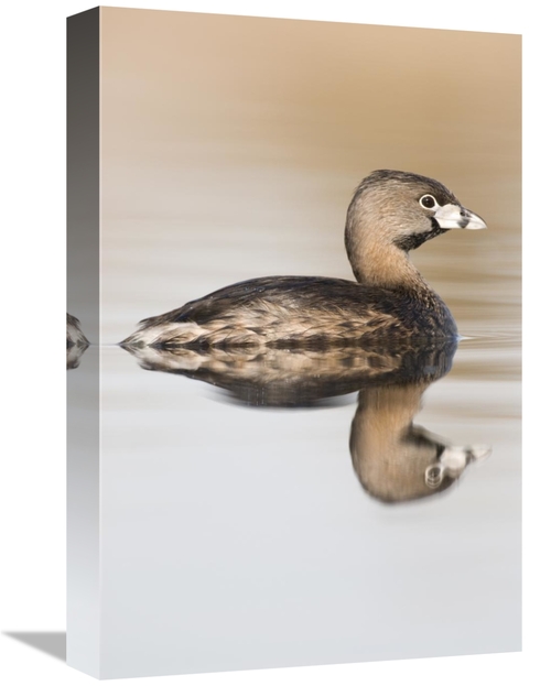 Global Gallery GCS-397418-1218-142 12 x 18 in. Pied-Billed Grebe in Br