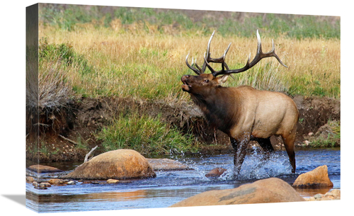 Global Gallery GCS-486477-22-142 22 in. Splashing Around Art Print - V