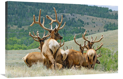 Global Gallery GCS-486471-40-142 40 in. The Elk Herd Art Print - Vic S