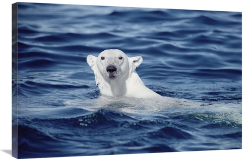 Global Gallery GCS-397844-2436-142 24 x 36 in. Polar Bear Swimming&#44