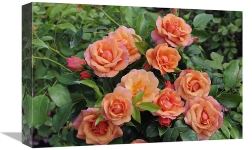 Global Gallery GCS-398341-1218-142 12 x 18 in. Rose Aprikola Variety F