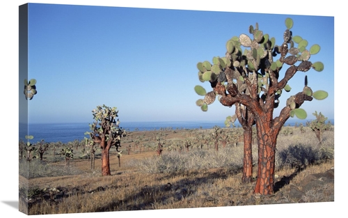 20 x 30 in. Opuntia Cactus Forest, Santa Fe Island, Galapagos 