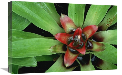Global Gallery GCS-452865-1624-142 16 x 24 in. Orange Star Bromeliad C