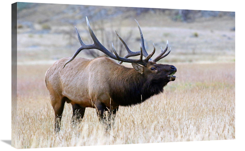 Global Gallery GCS-486473-36-142 36 in. The Long Neck Art Print - Vic 