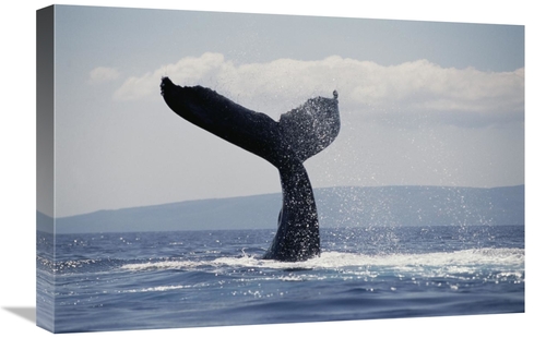 Global Gallery GCS-450988-1624-142 16 x 24 in. Humpback Whale Tail Lob