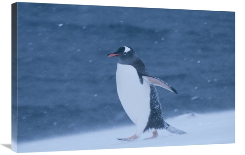 Global Gallery GCS-453653-2436-142 24 x 36 in. Gentoo Penguin in Snow 