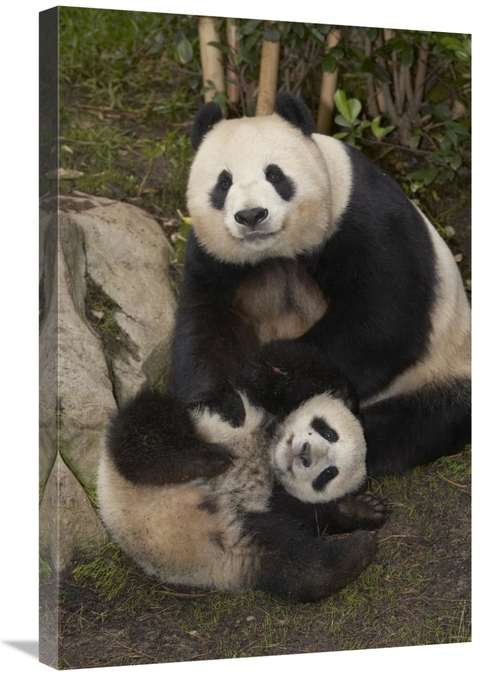 Global Gallery GCS-450876-2030-142 20 x 30 in. Giant Panda Mother & Ba