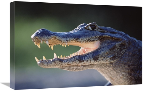 Global Gallery GCS-451485-1624-142 16 x 24 in. Jacare Caiman Portrait&