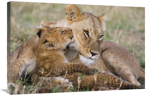 Global Gallery GCS-395883-2436-142 24 x 36 in. African Lion Mother & Y