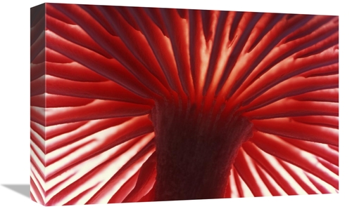 Global Gallery GCS-398269-1218-142 12 x 18 in. Mushroom Detail of Unde