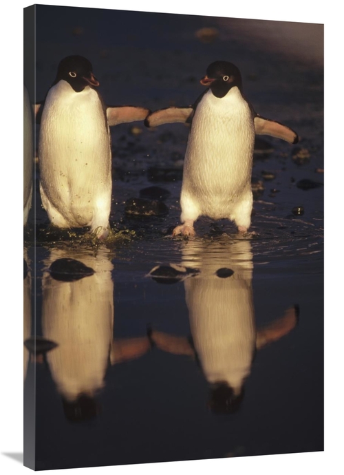 Global Gallery GCS-395585-2436-142 24 x 36 in. Adelie Penguins Crossin