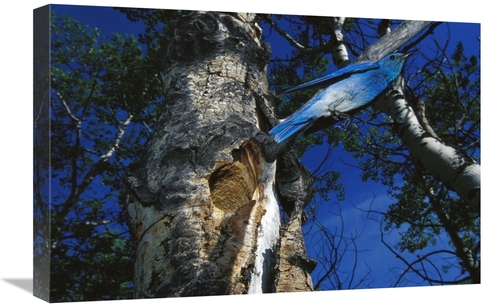 Global Gallery GCS-451930-1624-142 16 x 24 in. Mountain Bluebird Flyin