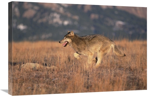 Global Gallery GCS-452299-2030-142 20 x 30 in. Timber Wolf Running Thr