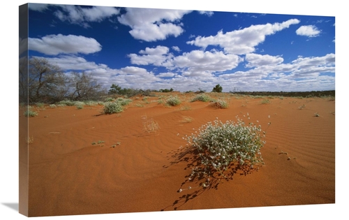 20 x 30 in. Minnie Daisy in the Strzelecki Desert, Southern Austra