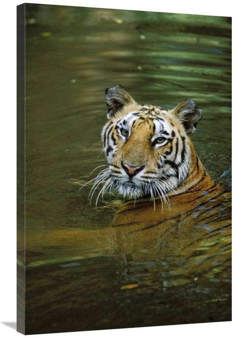 Global Gallery GCS-452700-2436-142 24 x 36 in. Bengal Tiger in Water&#