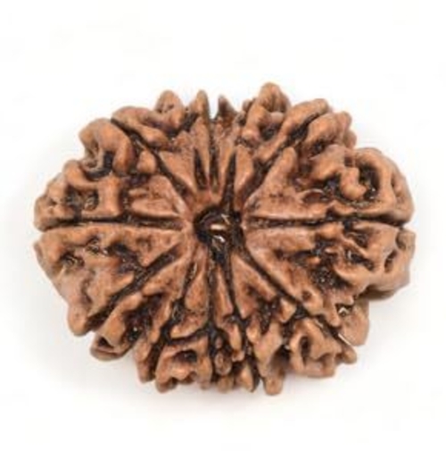 11 Mukhi Rudraksha Natural Purest Beads From Nepal Eleven Face