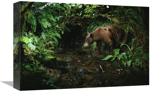 Global Gallery GCS-395726-1218-142 12 x 18 in. Black Bear at Night Sho