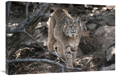 Global Gallery GCS-451957-2436-142 24 x 36 in. Bobcat Adult Portrait&#