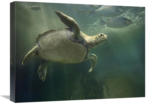 18 x 24 in. Green Sea Turtle & Fish, Sabah, Malaysia Art Print