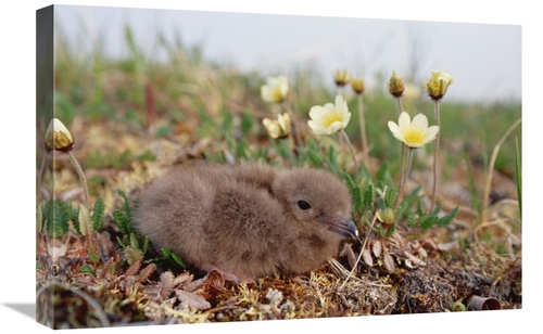 Global Gallery GCS-451911-1624-142 16 x 24 in. Long-Tailed Jaeger Chic