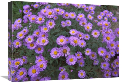 Global Gallery GCS-452046-1824-142 18 x 24 in. Smooth Aster Plant in F