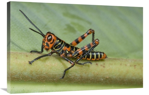Global Gallery GCS-397298-2436-142 24 x 36 in. Lubber Grasshopper Juve