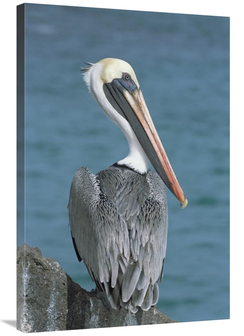 Global Gallery GCS-451516-2436-142 24 x 36 in. Brown Pelican Adult in 