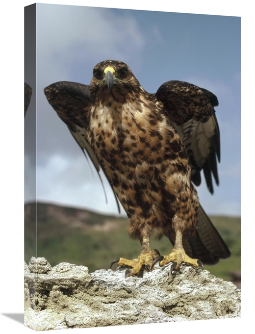 Global Gallery GCS-451191-1624-142 16 x 24 in. Galapagos Hawk Perching