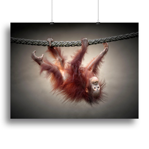 Baby Monkey Canvas Print or Poster