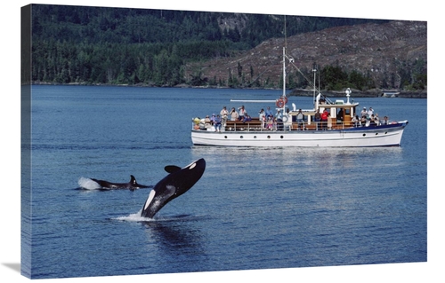 Global Gallery GCS-450568-2436-142 24 x 36 in. Orca Leaping Before Wha