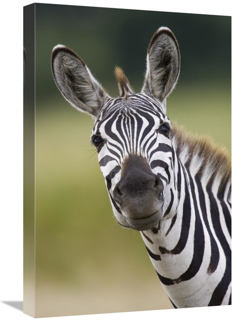 Global Gallery GCS-395810-1624-142 16 x 24 in. Burchells Zebra Portrai