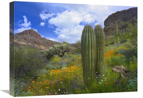 Global Gallery GCS-395938-1824-142 18 x 24 in. Saguaro Amid Flowering 