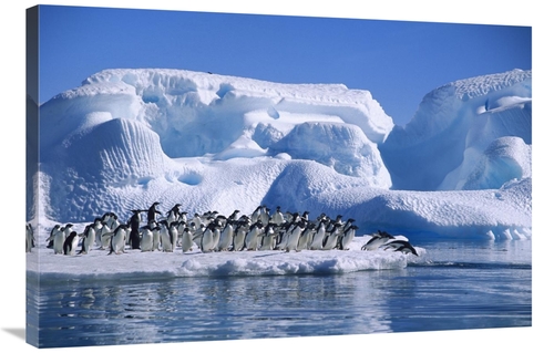 Global Gallery GCS-453391-2436-142 24 x 36 in. Adelie Penguins Diving 