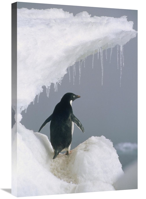 Global Gallery GCS-451106-2030-142 20 x 30 in. Adelie Penguin Adult&#4