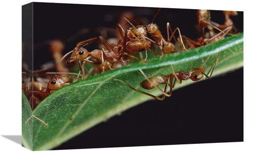 Global Gallery GCS-451003-1218-142 12 x 18 in. Green Tree Ants on Leaf