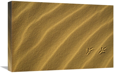 Global Gallery GCS-452915-1624-142 16 x 24 in. Bird Tracks in Sand Dun