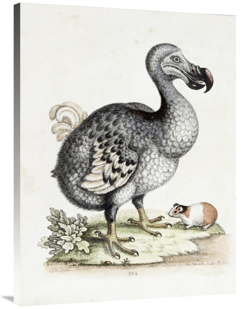 Global Gallery GCS-268345-40-142 40 in. The Dodo Art Print - Frederick