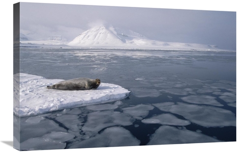 Global Gallery GCS-397836-2030-142 20 x 30 in. Bearded Seal on Ice Flo