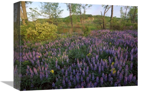 Global Gallery GCS-452043-1216-142 12 x 16 in. Lupine in Meadow At Wes