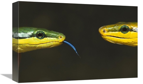 12 x 18 in. Colubrid Snakes Making Initial Contact to Identify Friend&