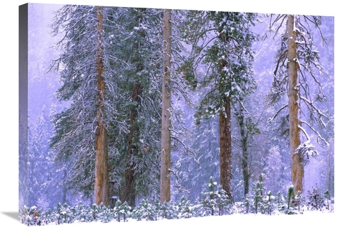 Global Gallery GCS-396191-30-142 30 in. Winter in Yosemite National Pa