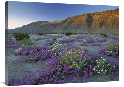 Global Gallery GCS-396950-3040-142 30 x 40 in. Sand Verbena & Desert S