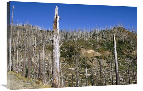 Global Gallery GCS-452407-2436-142 24 x 36 in. Regrowth Since Eruption